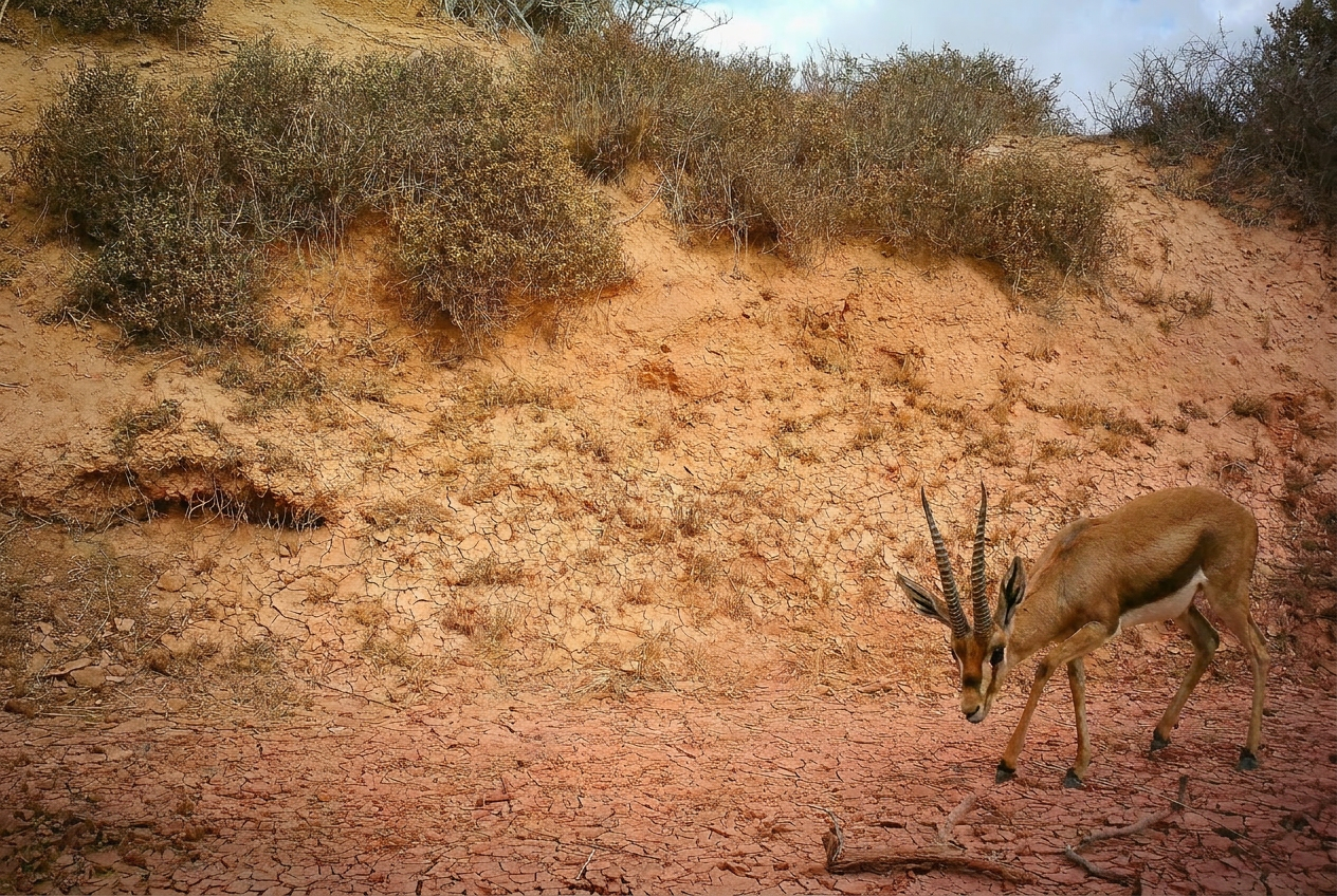 Gacela en el desierto del Sáhara al atardecer