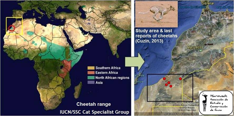 Guepardo del noroeste africano en su hábitat natural