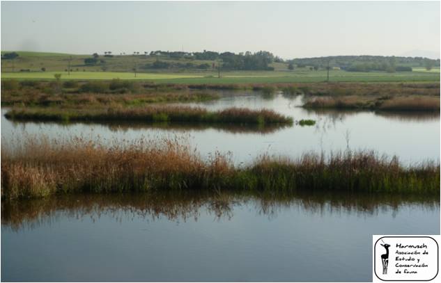 Nutria euroasiática (Lutra lutra)