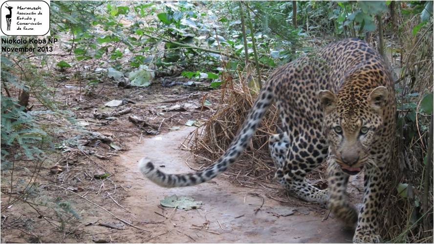 Leopardo en el Parque Nacional Niokolo Koba, Senegal